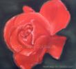 rose-rot-6.1WZ.jpg